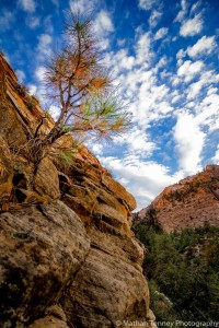 Roots in Sandstone